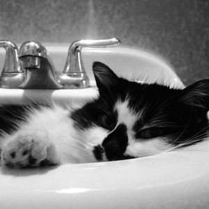 Meet your Posher, Dana